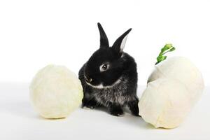 A small black rabbit sniffs cabbage on a white isolated background photo