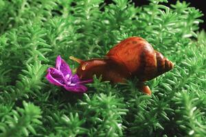 achatina caracol gateando en musgo a flor lila foto