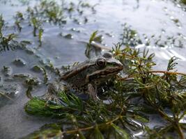 Green frog on the shore of a pond photo