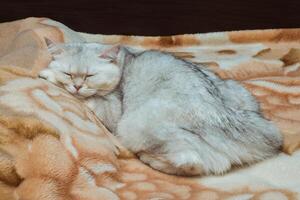 A silvery British cat sleeps sweetly on the bed. Pets at home photo