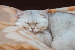 un plateado británico raza gato es dormido en de cerca en un cama con sus cabeza en un almohada. mascotas a hogar foto