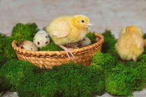 A yellow quail chicken sits on a basket with quail eggs and green moss on a stone background photo