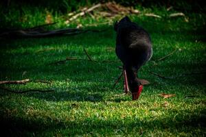 Foraging Swamphen one photo