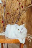 A white fluffy Angora cat with multicolored eyes lies on the table against a background of a tree decorated with hearts photo