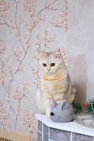 Domestic cat sits next to a gray artificial mouse photo