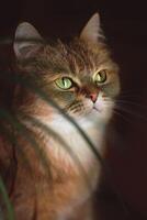 A brown cat on a dark background looks into the distance photo