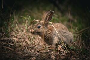 Foraging Rabbit at Dusk photo