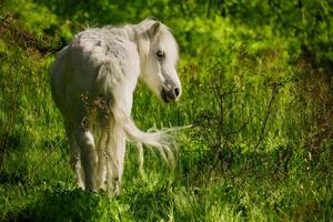 soledad en verde solitario blanco caballo foto