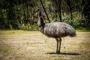 Wild Emu in the Bush photo