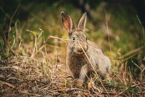 curioso Conejo en el campo 2 foto