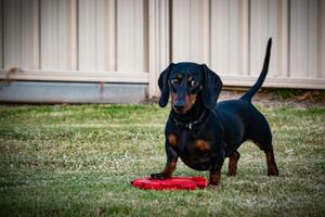 Red Toy Prey photo