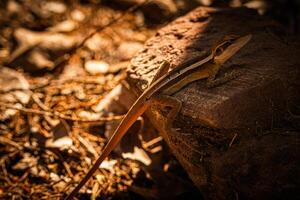 Basking Lizard on Stone photo