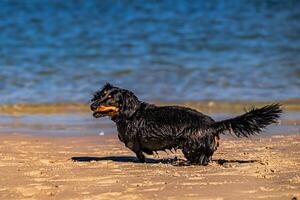 junto a la playa canino jugar foto