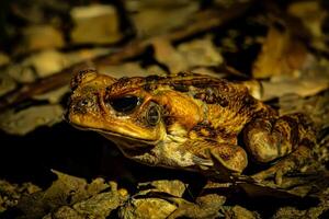 Twilight Toad one photo