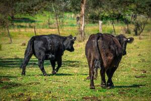 vacas dúo en el granja foto