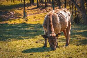 Grazing Cow in Golden Light photo