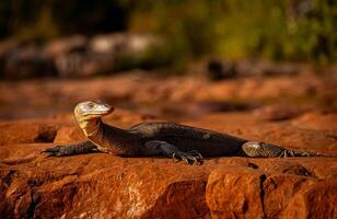 Lizard's Golden Hour Solitude photo