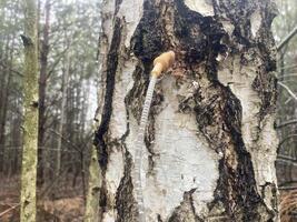 Extraction of birch sap using an industrial method photo
