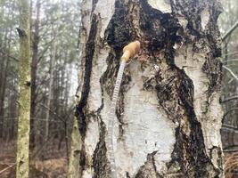 Extraction of birch sap using an industrial method photo