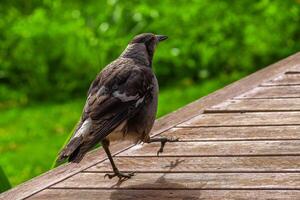 Urban Bird Perching photo