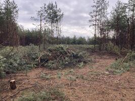 silvicultores corte abajo un joven pino bosque foto