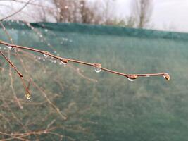 Buds on trees grew in spring photo