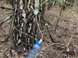 Extraction of birch sap using an industrial method photo