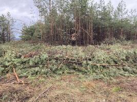 silvicultores corte abajo un joven pino bosque foto