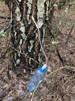 Extraction of birch sap using an industrial method photo