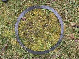 Grass grew in the spring in the garden plot photo