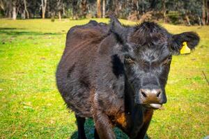 Inquisitive Farm Cow photo