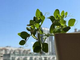 Balcony garden - potted pea on a balcony in a residential apartment building photo
