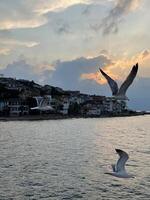 Seagull flying near the Princes' Islands at sunset, Turkey photo