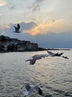 Seagull flying near the Princes' Islands at sunset, Turkey photo