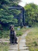 drathaar perro sentado en un cadena cerca el camino foto