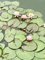 Water lily on a pond, floral background photo