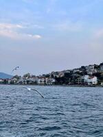 Seagull flying near the Princes' Islands at sunset, Turkey photo