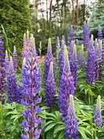 Blooming lupines in the garden photo