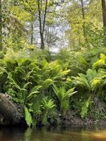 Dense thickets of fern on the river bank photo