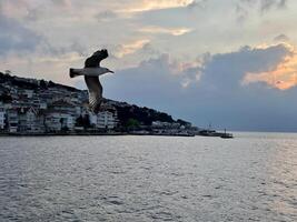 Seagull flying near the Princes' Islands at sunset, Turkey photo
