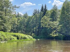 hermosa paisaje, pequeño río en el bosque foto