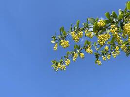 Branch with yellow flowers against blue sky, floral background photo