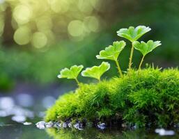 pequeño planta brotante en un verde musgo foto