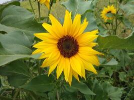 Beautiful sunflower on a sunny day with a natural background. Selective focus photo