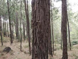 Forest background. Dark forest nature view photo