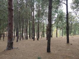 Forest background. Dark forest nature view photo