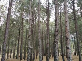 Forest background. Dark forest nature view photo