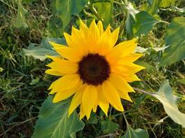 girasol cultivo a amanecer en campo foto