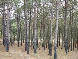 bosque antecedentes. oscuro bosque naturaleza ver foto