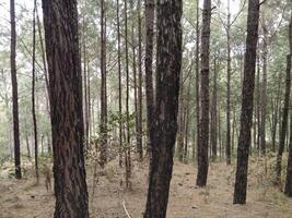 Forest background. Dark forest nature view photo